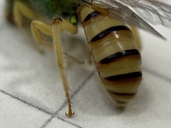 Agapostemon melliventris