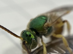 Agapostemon melliventris