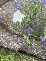 Ruellia metziae