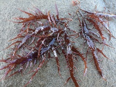 Chondracanthus chamissoi