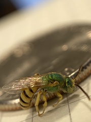 Agapostemon melliventris