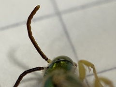 Agapostemon melliventris
