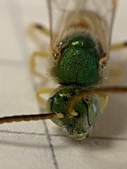 Agapostemon melliventris