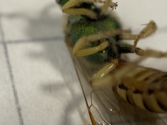 Agapostemon melliventris