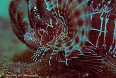 Pterois paucispinula