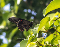 Battus polydamas lucayus