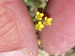 Draba albertina