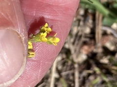 Draba albertina