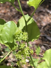 Smilax jamesii