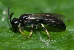 Hylaeus mesillae cressoni