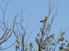Myiarchus cinerascens