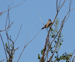 Myiarchus cinerascens