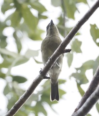 Spindalis zena benedicti