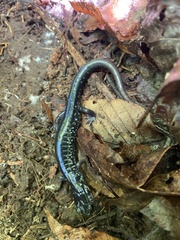 Plethodon cylindraceus