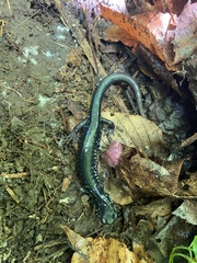 Plethodon cylindraceus