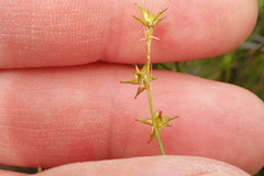 Carex echinata
