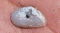 Ameritella mitchelli