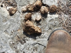 Sus scrofa domesticus