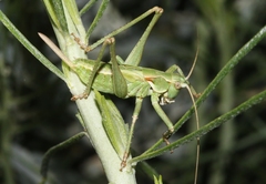 Capnobotes occidentalis