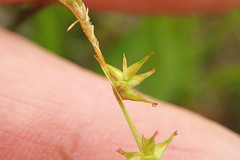 Carex echinata