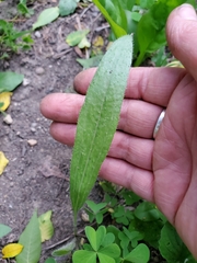 Asteraceae