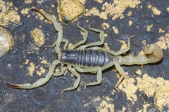 Hadrurus obscurus