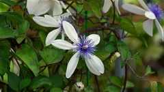 Clematis akoensis