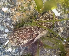 Aglaja ocelligera