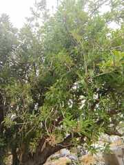 Magnoliopsida