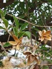 Magnoliopsida