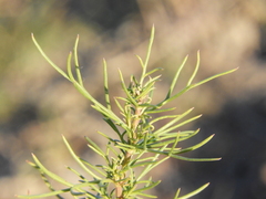 Senecio pinnatus