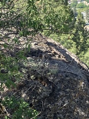Marmota