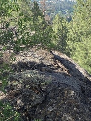 Marmota