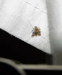 Psectrotanypus dyari