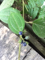 Miconia heteroclita