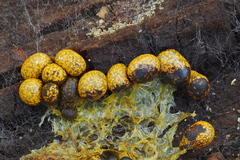 Physarum albescens