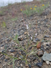 Polygonum majus