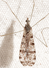 Limnophila fuscovaria