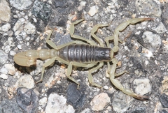 Hadrurus obscurus