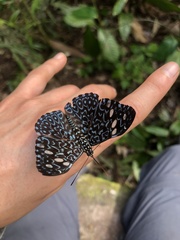 Hamadryas belladonna