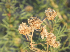 Senecio pinnatus