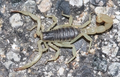 Hadrurus obscurus