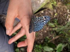 Hamadryas belladonna