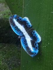 Nymphidium mantus