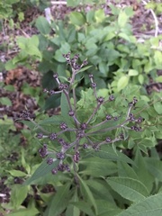 Vernonia glauca