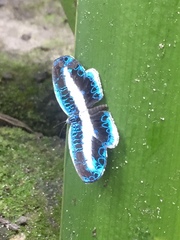 Nymphidium mantus
