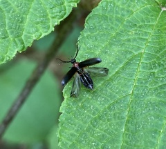 Schizotus cervicalis