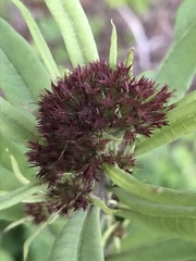 Vernonia glauca