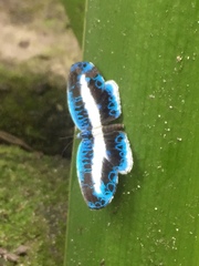 Nymphidium mantus