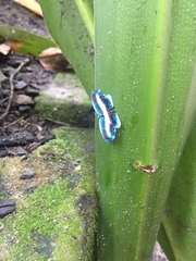 Nymphidium mantus